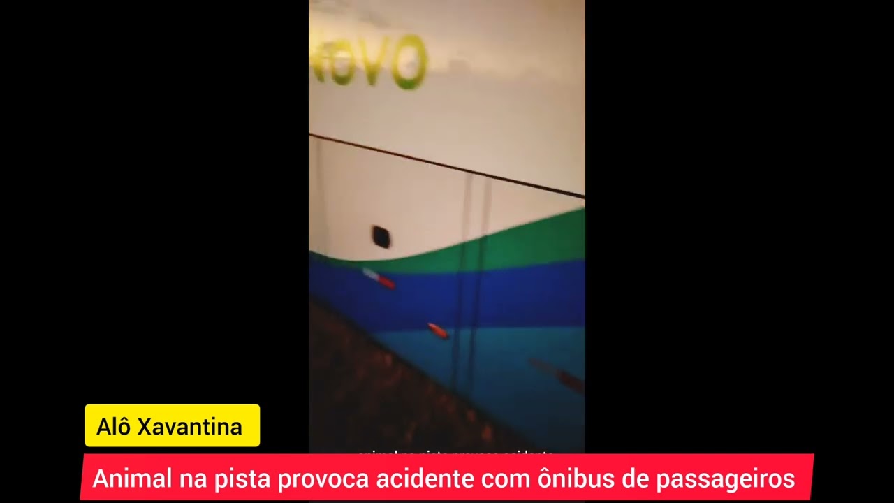 Uma Vaca Na Pista Da Mt Provocou Um Acidente Um Onibus De